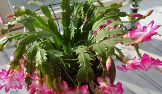金蝉花——花开寓意的新希望（金蝉花花语解读及与人生的共鸣）