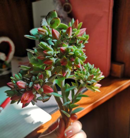 多肉开花的意义与寓意（多肉开花）