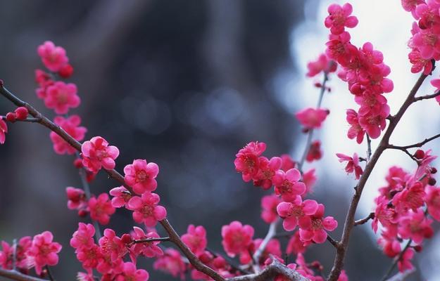 冬日梅花（凌寒独自开放）