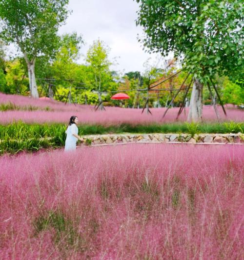 粉黛乱子草的花语寓意（绽放希望的粉色花朵——解读粉黛乱子草的花语）