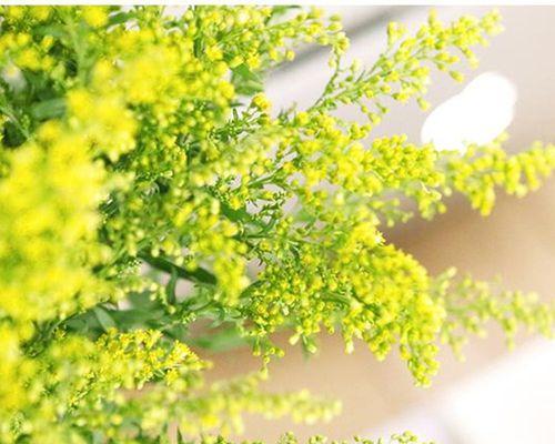 五叶草的花语（探寻五叶草花语的奥秘）