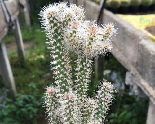 仙人棍会开花吗？如果开花会是什么样子？