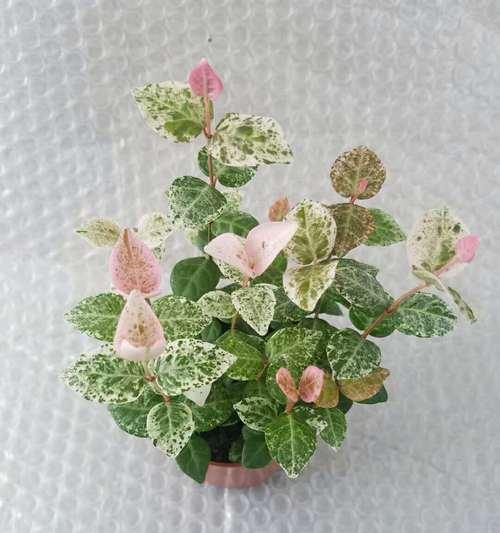 花叶络石（与花叶络石共享生命之美）