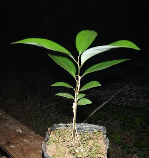 天竺桂花语（天竺桂花语的寓意及其重要性）