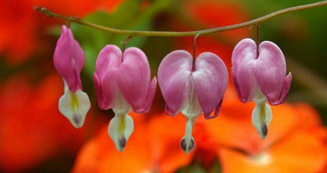 荷包牡丹花语和象征代表意义（探索荷包牡丹的寓意和文化底蕴）