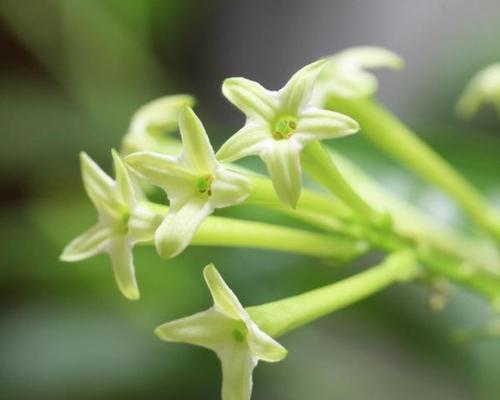 晚香玉花语的深刻意义（探索晚香玉花语所蕴含的美丽与情感）