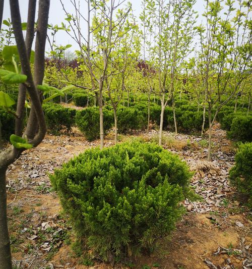 龙柏的寓意和象征意义（寓意深远的龙柏树）