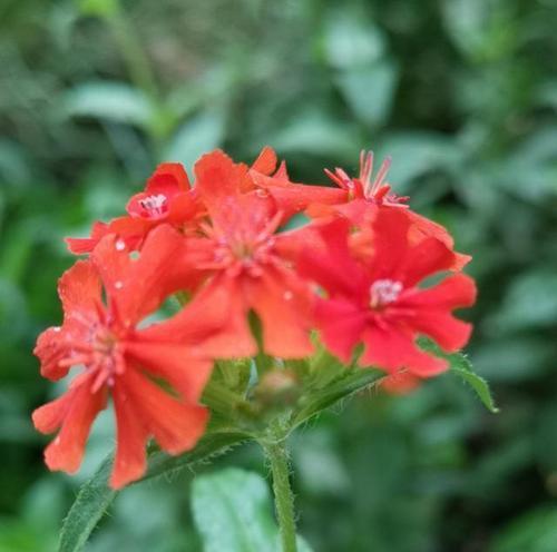 剪秋萝花语（秋萝花语的含义与意义）
