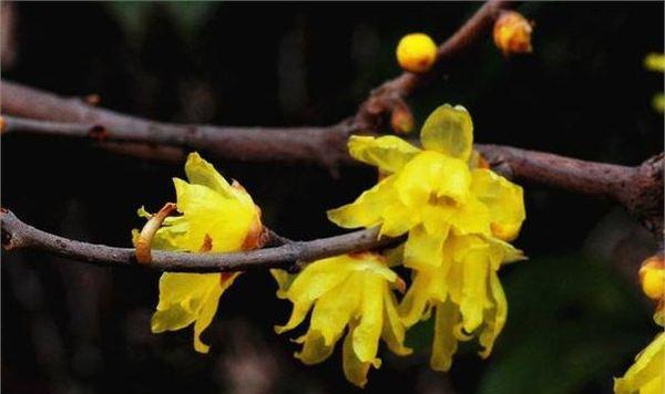腊梅花的深意（腊梅花的寓意与象征）