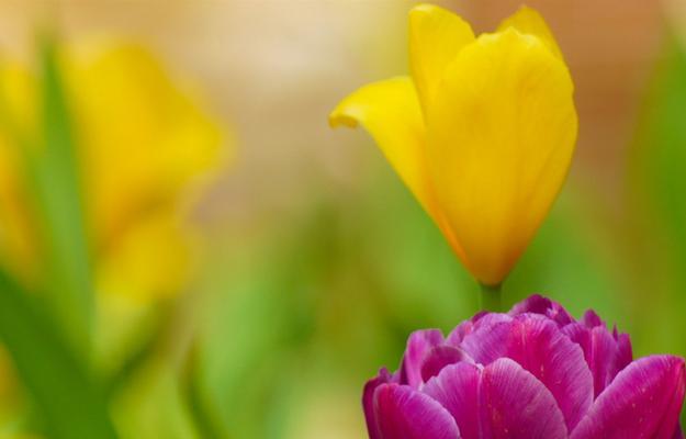 郁金香花的象征意义（美丽）
