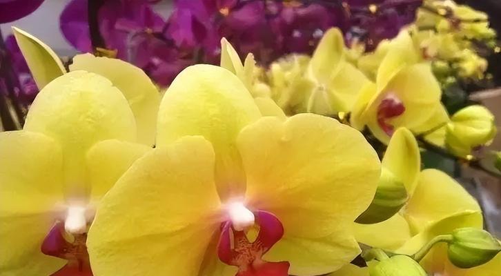 蝴蝶兰花语寓意解读——美丽与自由（探索蝴蝶兰的深层含义）