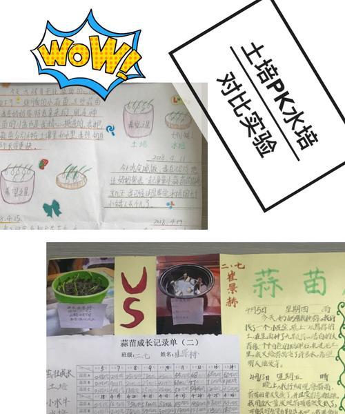红薯叶种植的最佳时间是什么时候？如何正确种植？