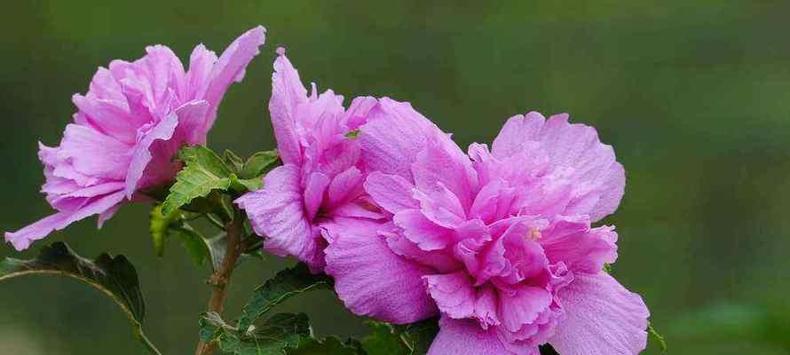 以玛格烈菊花语的美好寓意（透过玛格烈菊花语传达情感的力量）