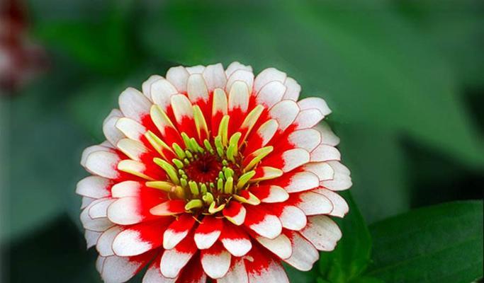 夏日花海的绚丽盛景（品味夏天的花海盛宴）