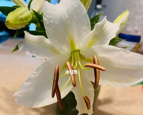 百合花开（探寻百合花开的寓意与意义）