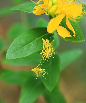 桃花之语（桃花的花语及其象征意义）