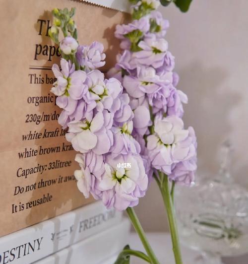 紫罗兰花语的含义与象征（紫罗兰花语的秘密与诠释）