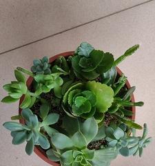 长寿植物的奇妙世界（探索长寿植物的种类和传说）