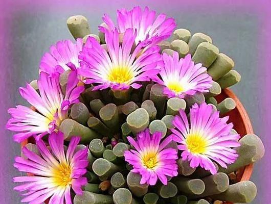 石头花一年开几次花？如何正确养护以促进开花？