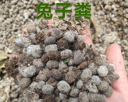 兔子尿能用作肥料吗？使用兔子尿作为肥料的正确方法是什么？