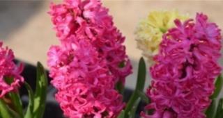 桃红色风信子的花语及其寓意（探索桃红色风信子所传达的情感和寓意）