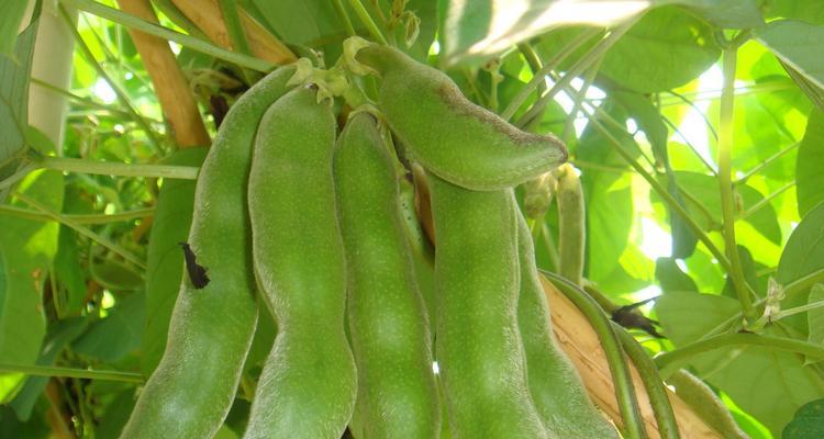 龙爪豆最佳种植时间是什么时候？种植后需要注意哪些问题？