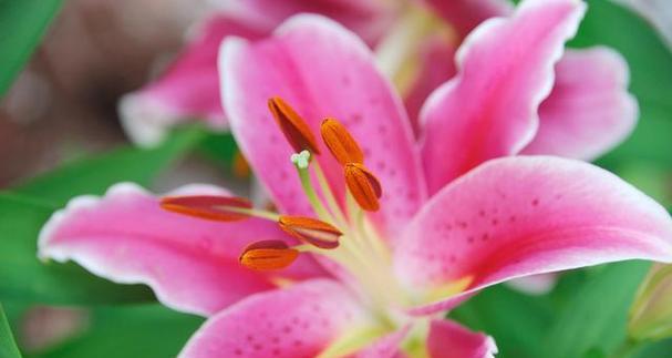 百合花的花语与寓意（探寻百合花的美丽内涵）