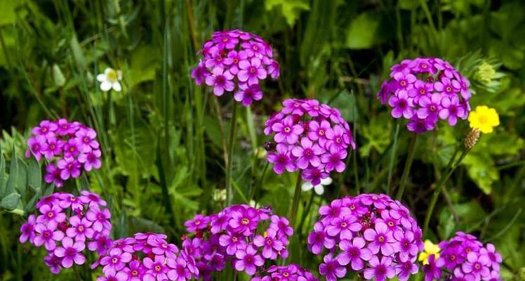 高冷孤傲之花（展现高冷魅力的十大代表花卉）