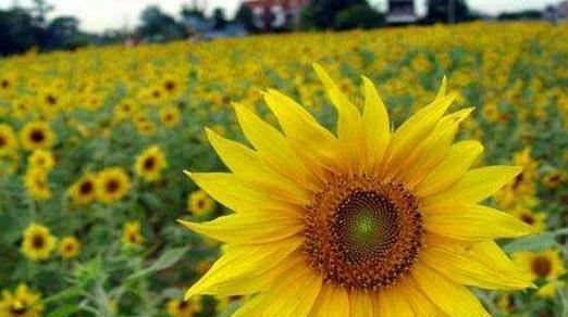 向日葵的花语（揭秘向日葵所传达的美丽信息）