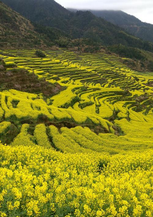 油菜花的花语与文化背景（揭秘油菜花背后的寓意与传说）
