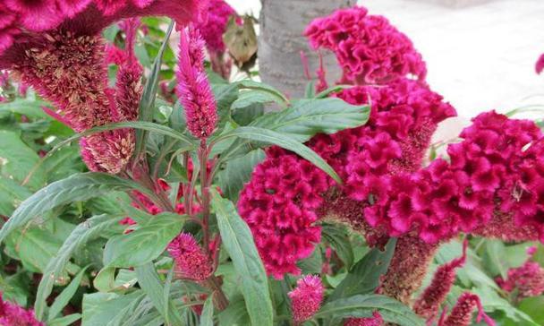 鸡冠花之美（揭秘鸡冠花的花语和深刻含义）