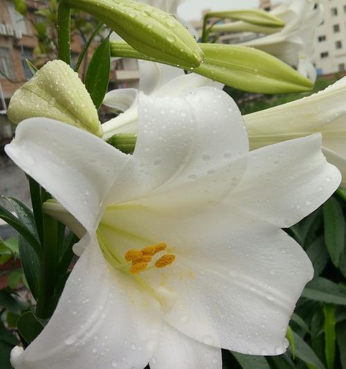 黄百合花的寓意与象征意义(探寻黄百合花的美丽内涵) 黄百合花的寓意与象征意义(探寻黄百合花的美丽内涵)