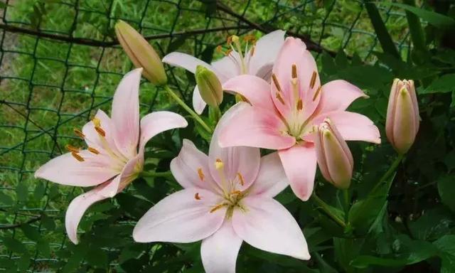 黄百合花的寓意与象征意义（探寻黄百合花的美丽内涵）