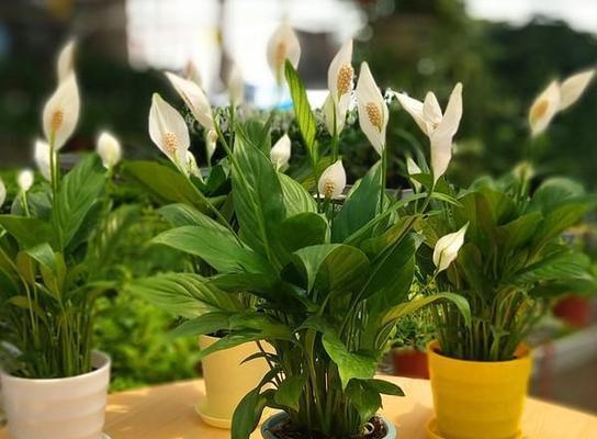 花开寓意，芬芳人生（一朵花的世界）