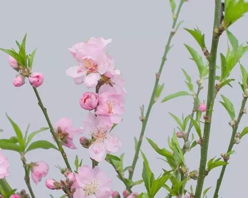 桃花的花语和传说（桃花的美丽与神秘）