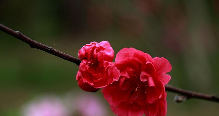 桃花的花语和传说（桃花的美丽与神秘）