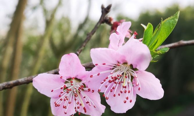 桃花的花语和传说（桃花的美丽与神秘）