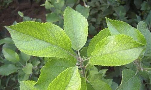 果树施什么肥最好？如何根据果树种类选择肥料？