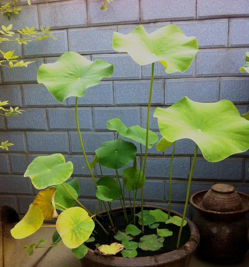 荷花属于单子叶植物吗？单子叶植物的定义是什么？