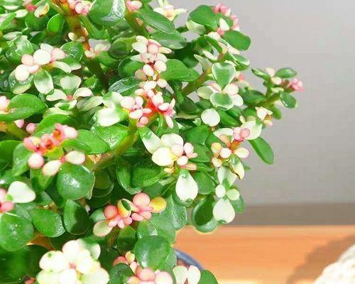 金枝玉叶的开花时间是什么时候？花期持续到几月份？