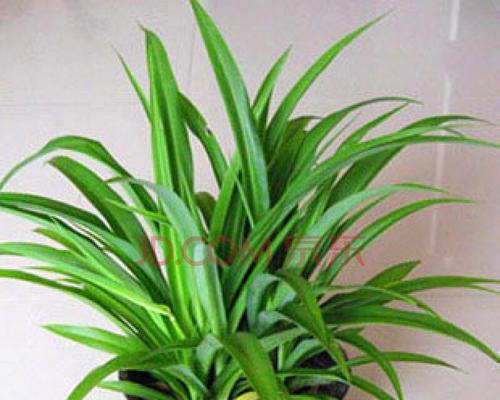 土培植物有哪些？如何选择适合自己的土培植物？