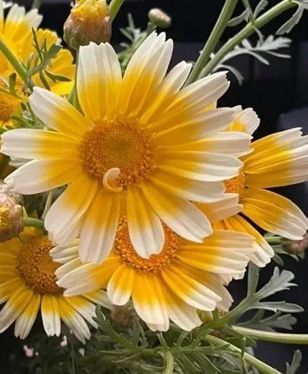 什么花的花语代表做自己？如何通过花卉表达个性？