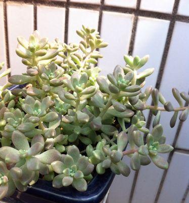 姬秋丽怎么养长的好？掌握这些技巧轻松培育健康植株！