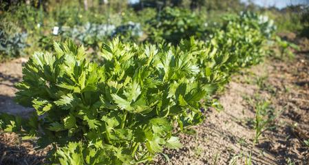 芹菜是几年生植物？了解芹菜的生命周期和种植要点？