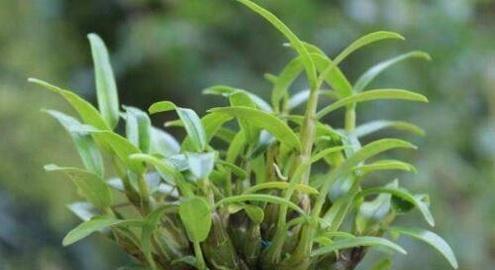 探寻铁皮石斛的故乡（揭开铁皮石斛的原产地之谜）