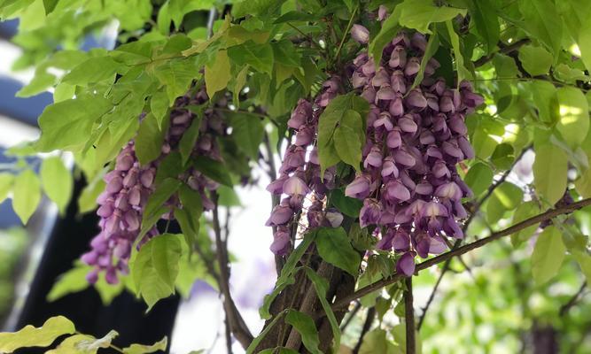 紫藤萝花语与意义（探寻紫藤萝花语）