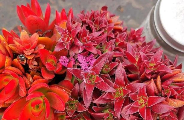 番茄的生长环境需求（喜阴还是喜阳光）