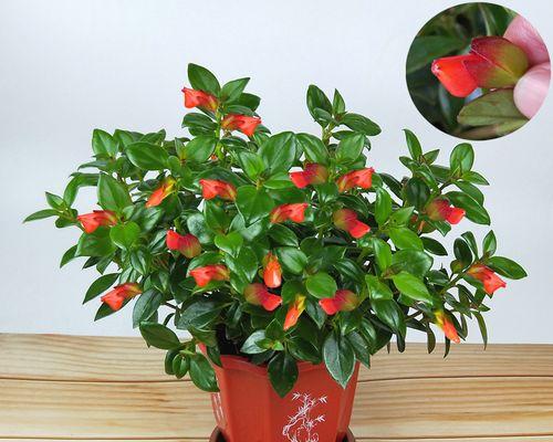 金鱼吊兰花的寓意和养护技巧（探寻金鱼吊兰的象征意义和美丽之道）