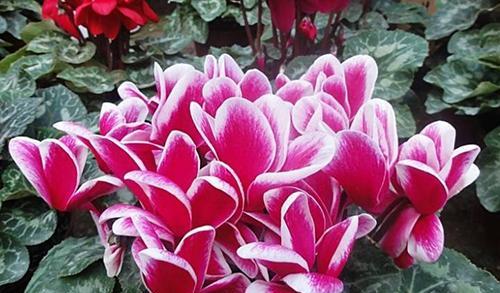 以仙客来花语之美——花语的深刻寓意与表达方式（用花语传递情感与心愿）