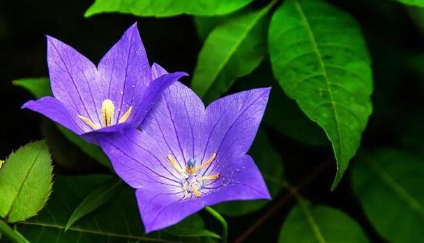 万物芳华，花开花语（探寻花语之魅力）
